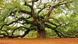 家族財(cái)富及全權(quán)委托投資